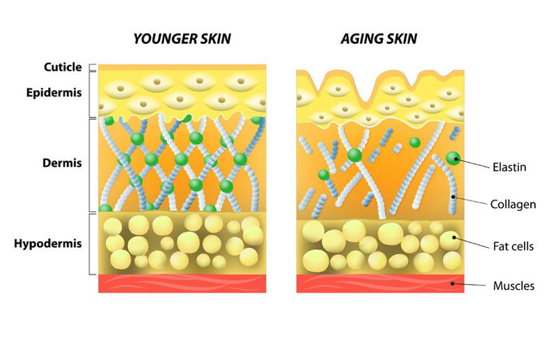 elastin and collagen in our skin reduces as we age