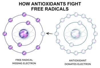 how antioxidants fight free radicals