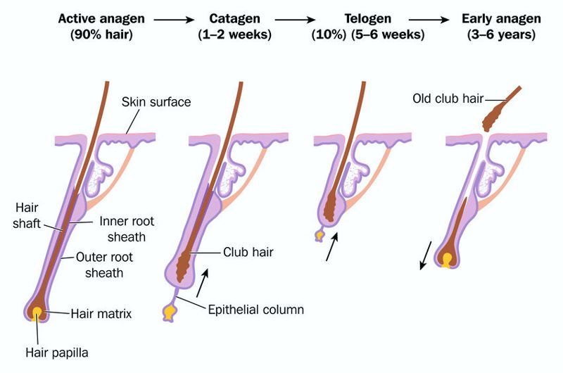 Anagen, catagen and telogen hair growth phases