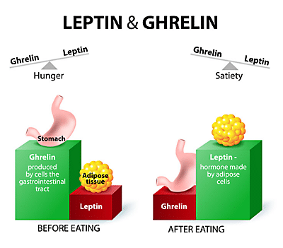 leptin and ghrelin